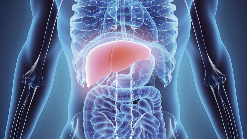 The Liver (1) Let’s say it in English