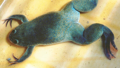 Kennen Sie die Entwicklung der Schwangerschaftsteste?