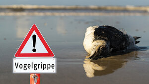 Titelbild des Fachbeitrags zur Ausbreitung der Vogelgrippe unter Säugetieren in den USA