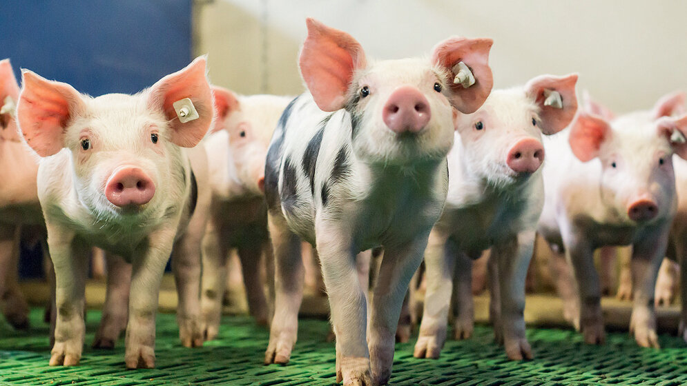 Schweine_Countrypixel_Fotolia.jpg Präpandemisches Potenzial der Influenzaviren