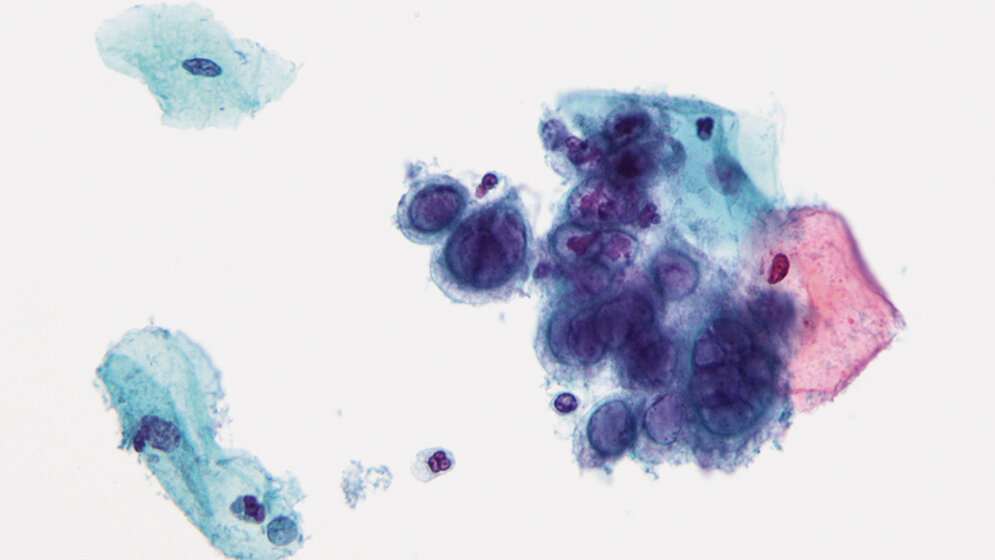 Repetitorium: Methoden der Zellkultur