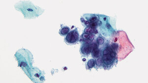 Repetitorium: Methoden der Zellkultur