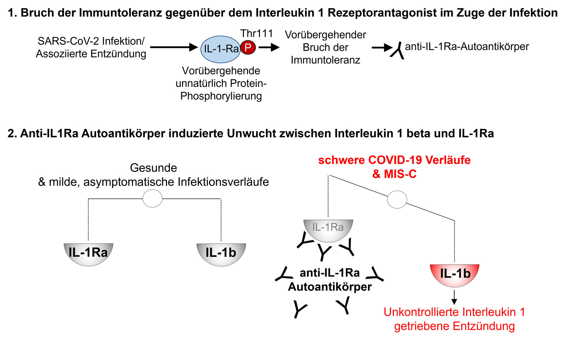 Mechanismus bei der Entstehung von MIS-C / PIMS bei Kindern nach SARS-CoV-2-Infektion 