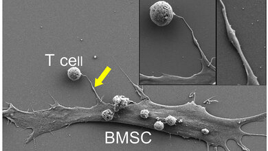 Nanotube Knochenmark-Stromazelle, T-Zelle