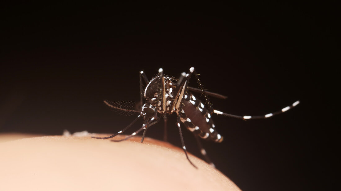 Tigermuecke_Adobe.jpg Tigermücke, Aedes albopictus