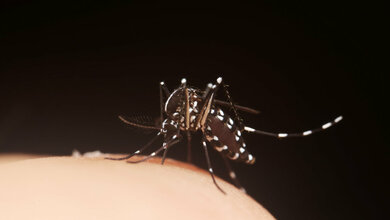 Tigermücke, Aedes albopictus