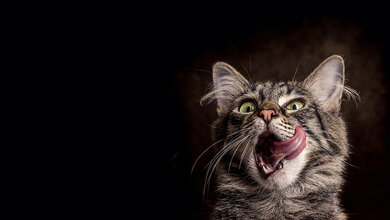 Common Parasites in Cats