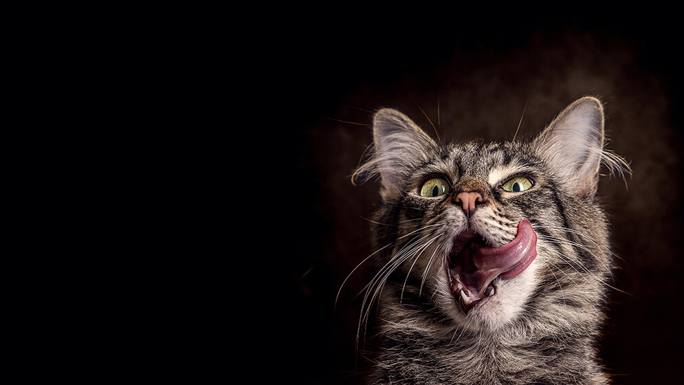 Common Parasites in Cats