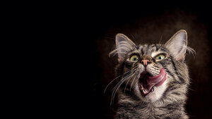 Common Parasites in Cats