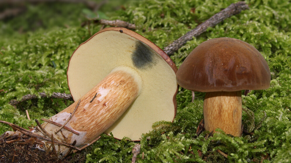 Maronenroehrling_Von_Maronenroehling_jpg_H_Krispderivative_work_Ak_ccm_talk_CC_BY_3_0.jpg Maronenröhrling