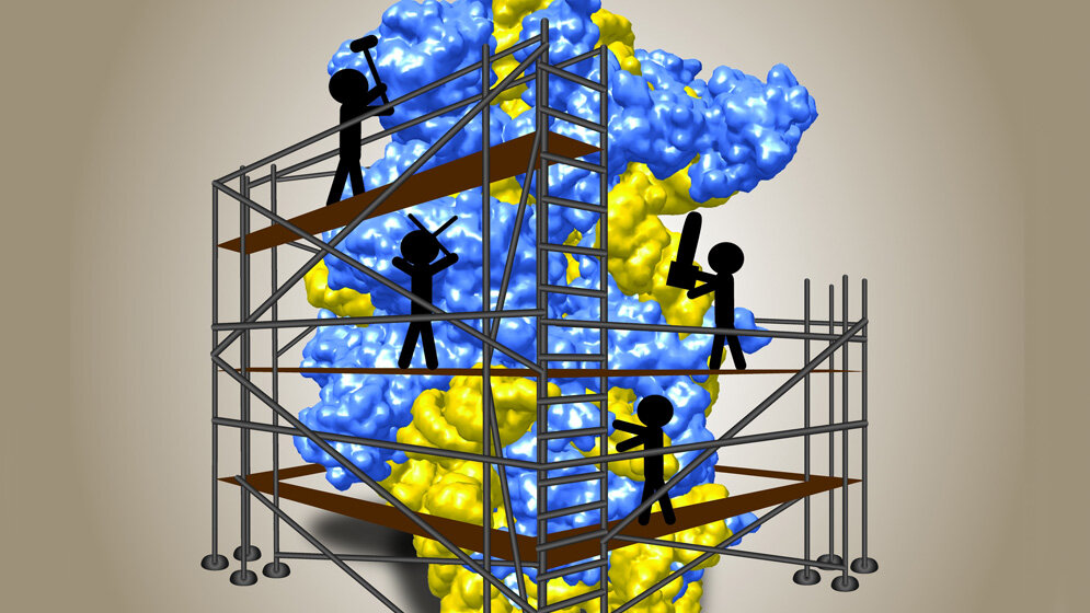 Modell der kleinen ribosomalen Untereinheit 