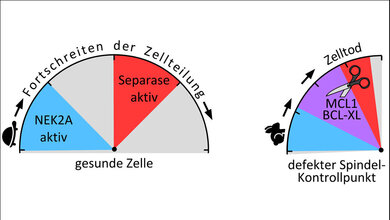 Separase_neu_Grafik_Olaf_Stemmann.jpg Separase