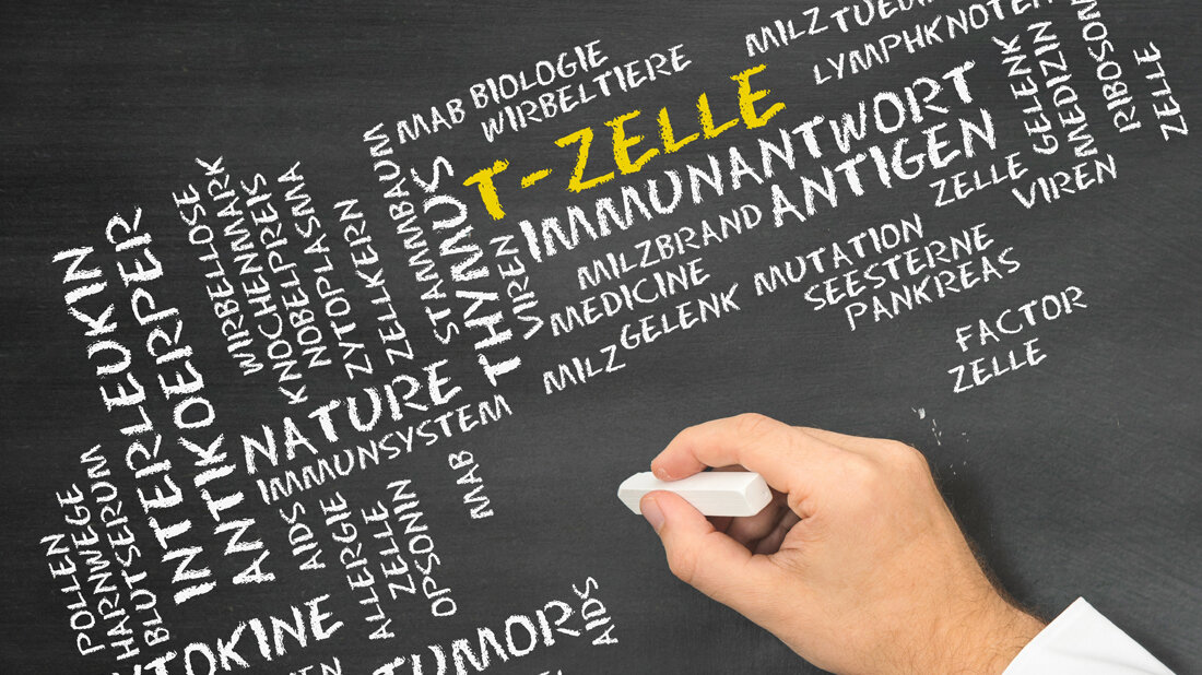 Rolle der T-Zellen bei COVID-19