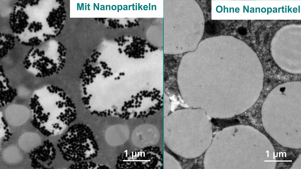 Nano-Teilchen