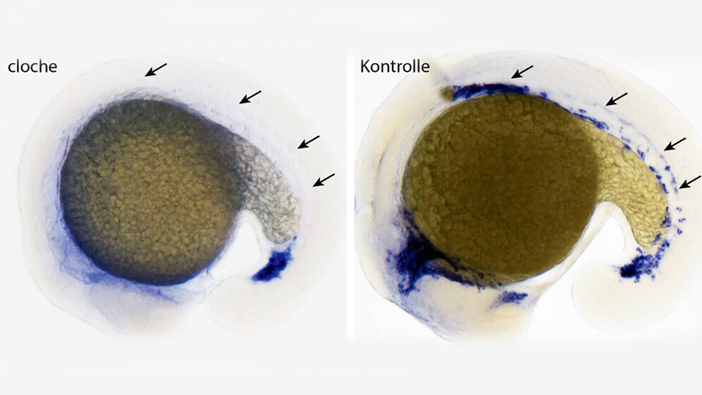 Keine Blutgefäße ohne Cloche 