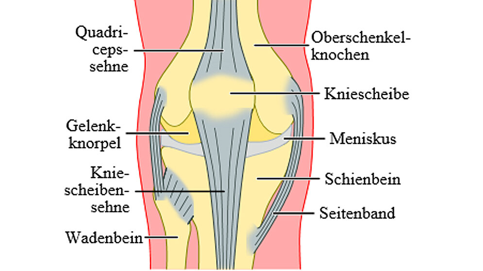 Kniegelenk.jpg Kniegelenk