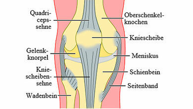 Kniegelenk.jpg Kniegelenk