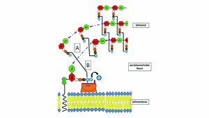 Schematische Darstellung der letzten Schritte der Zellwandsynthese