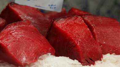 Thunfisch_flydime_CC_BY_SA_2_0_wikimedia.jpg Thunfisch