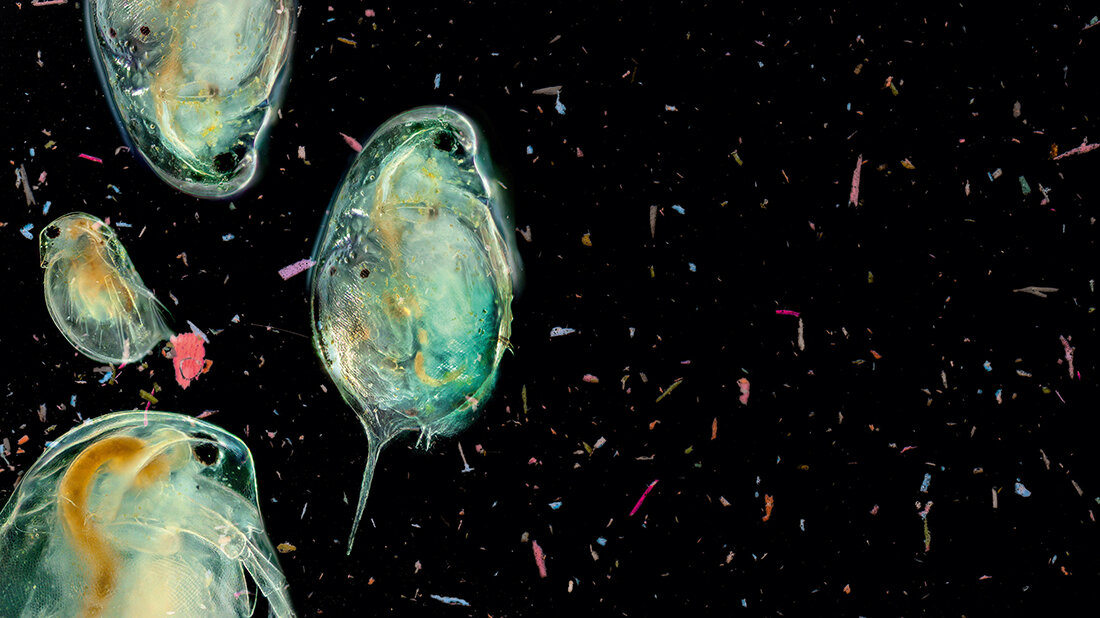Fluoreszenzmikroskopische
Darstellung von Mikroplastik Meereslebewesen und Mikroplastik im Wasser – verschmutztes Wasser – Makrofotografie. Cladocera – Daphnienkopf – Fotografie aus dem Mikroskop 100x
