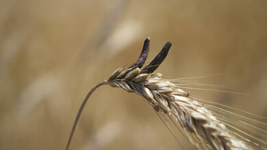 Foto von Mutterkorn auf einer Ähre