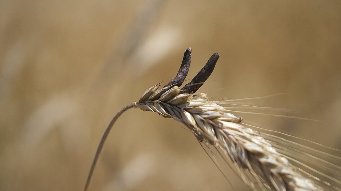 Foto von Mutterkorn auf einer Ähre