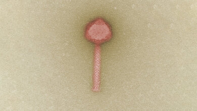 Bakteriophage