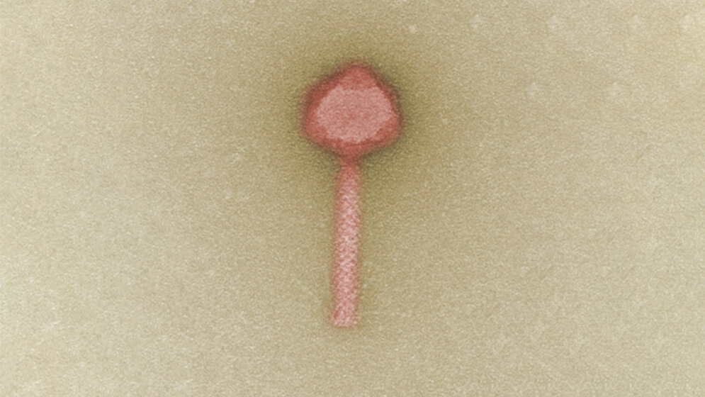 Bakteriophage