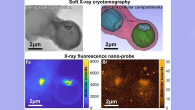 Kombination mehrerer Messmethoden an den Synchrotronquellen BESSY II, ALBA und ESRF