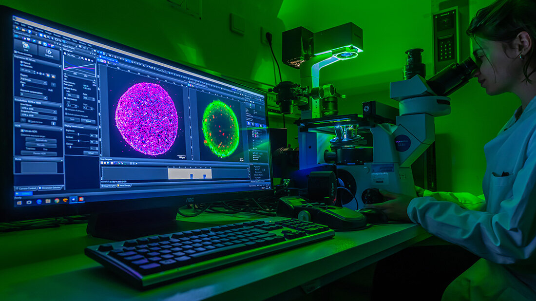 Tumororganoide.jpg Tumororganoide.jpg