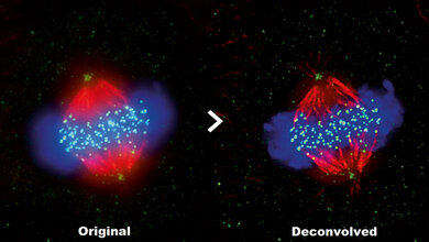 Olympus Software cellSens 2.1