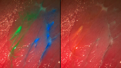 Die_neue_Kamera_zeigt_mit_Fluoreszenzfarbstoffen_eingefaerbte_Strukturen_Quelle_Fraunhofer_IPA.jpg neue Kamera mit Fluoreszenzfarbstoffen