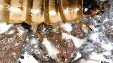 Superwurm auf einem Lavastein mit Biofilm