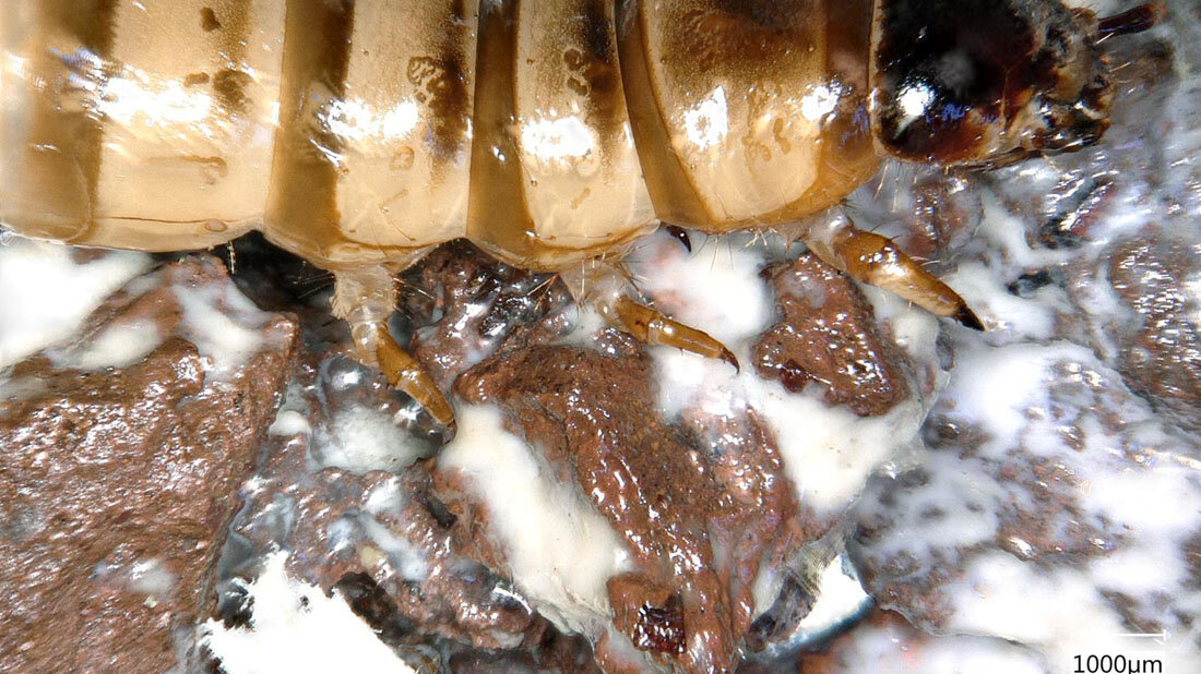 Mikroplastik_abbauen.jpg Superwurm auf einem Lavastein mit Biofilm