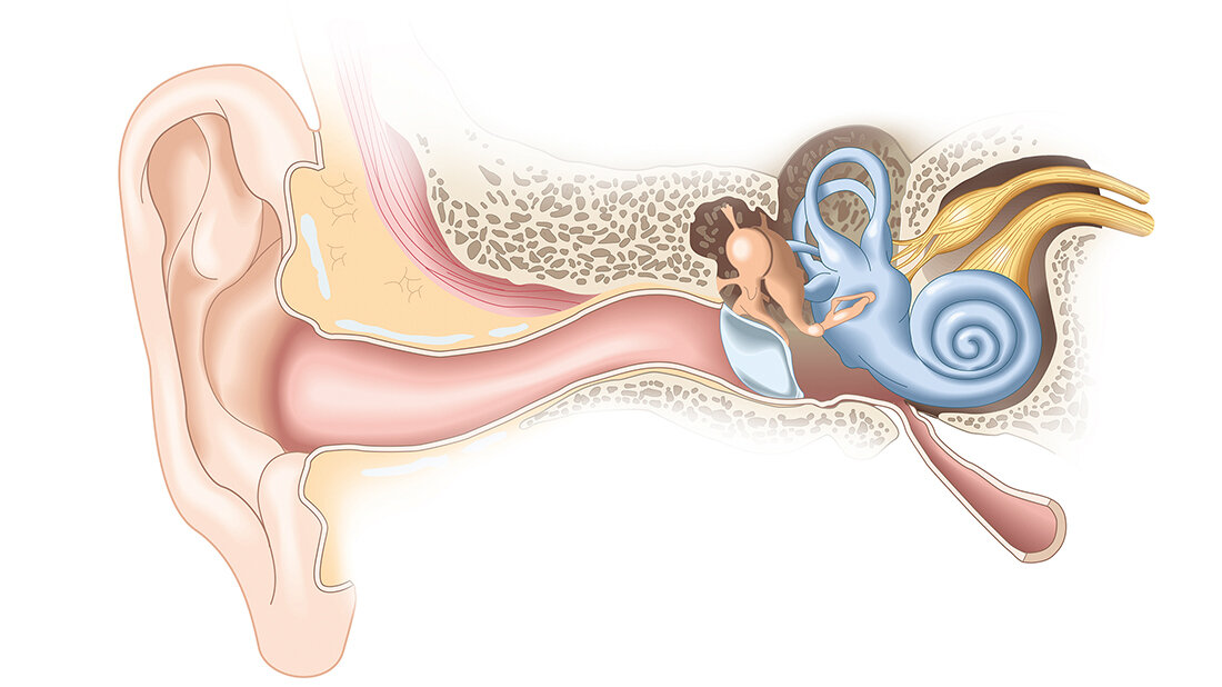 Grafik mit Schnittdarstellung des menschlichen Hörorgans