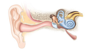 Grafik mit Schnittdarstellung des menschlichen Hörorgans