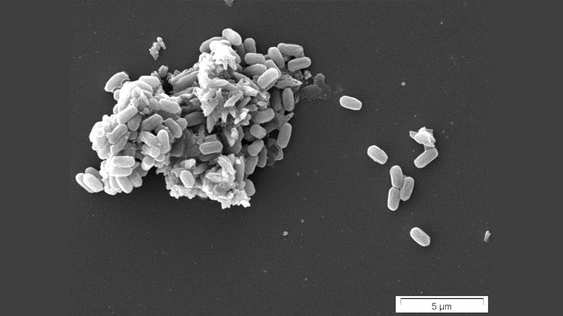 Mikrobe des Jahres 2023, Bacillus subtilis