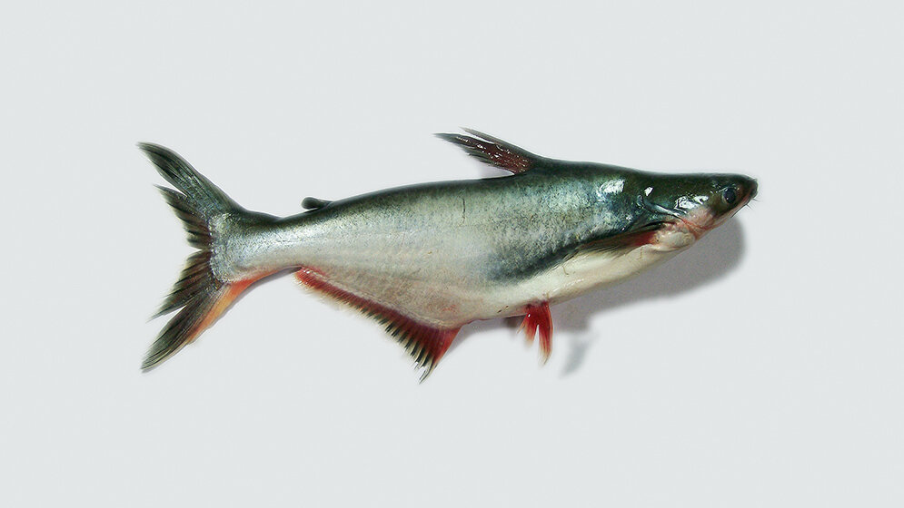 Rückstände von Chlorat und quartären Ammoniumverbindungen in Pangasiusfilet