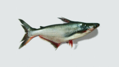 Rückstände von Chlorat und quartären Ammoniumverbindungen in Pangasiusfilet