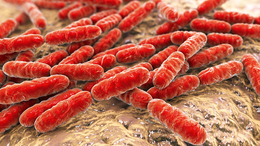 Die Abbildung zeigt eine stark vergrößerte Illustration zahlreicher roter, stäbchenförmiger Bakterien auf einer unregelmäßigen Gewebeoberfläche.