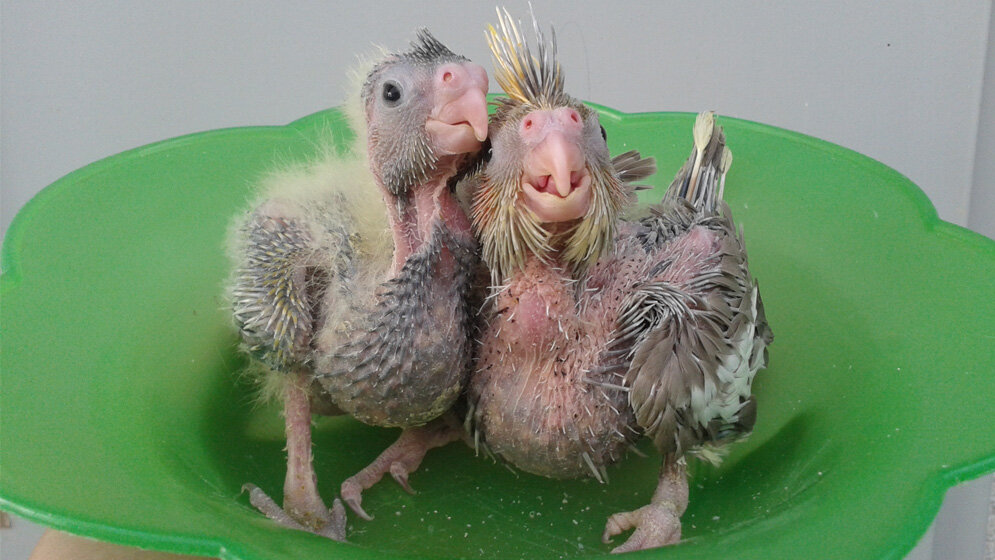 Nymphensittichkueken_die_mit_Hilfe_von_eingefrorenem_Sperma_gezuechtet_wurden_Bild_H_Helena_Schneider.jpg Die ersten beiden Nymphensittichküken