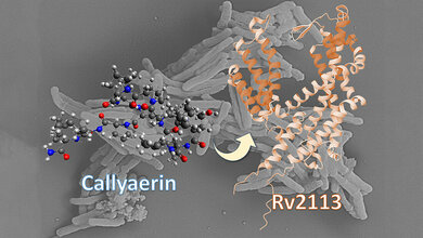 Wirkprinzip gegen Tuberkulose