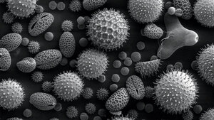 Allergologie 