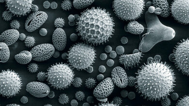 Allergologie (Teil 5)