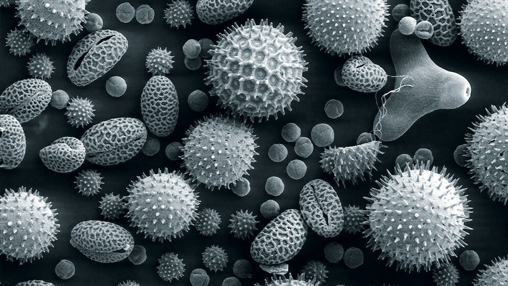 Allergologie (Teil 5)