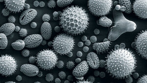 Allergologie (Teil 5)