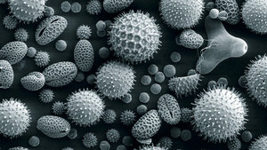 Allergologie (Teil 5)