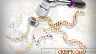 CRISP_Cas9_NIH_www_genome_gov_22042016.jpg CRISPR/Cas9-Genschere