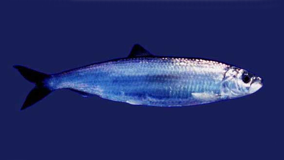 Atlantischer Hering