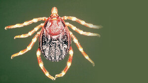 Krim-Kongo-hämorrhagisches-Fieber-Virus (CCHFV)